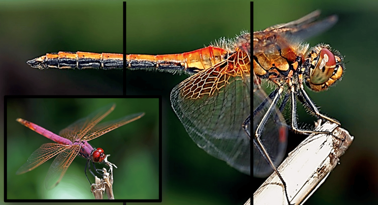 dragonfly