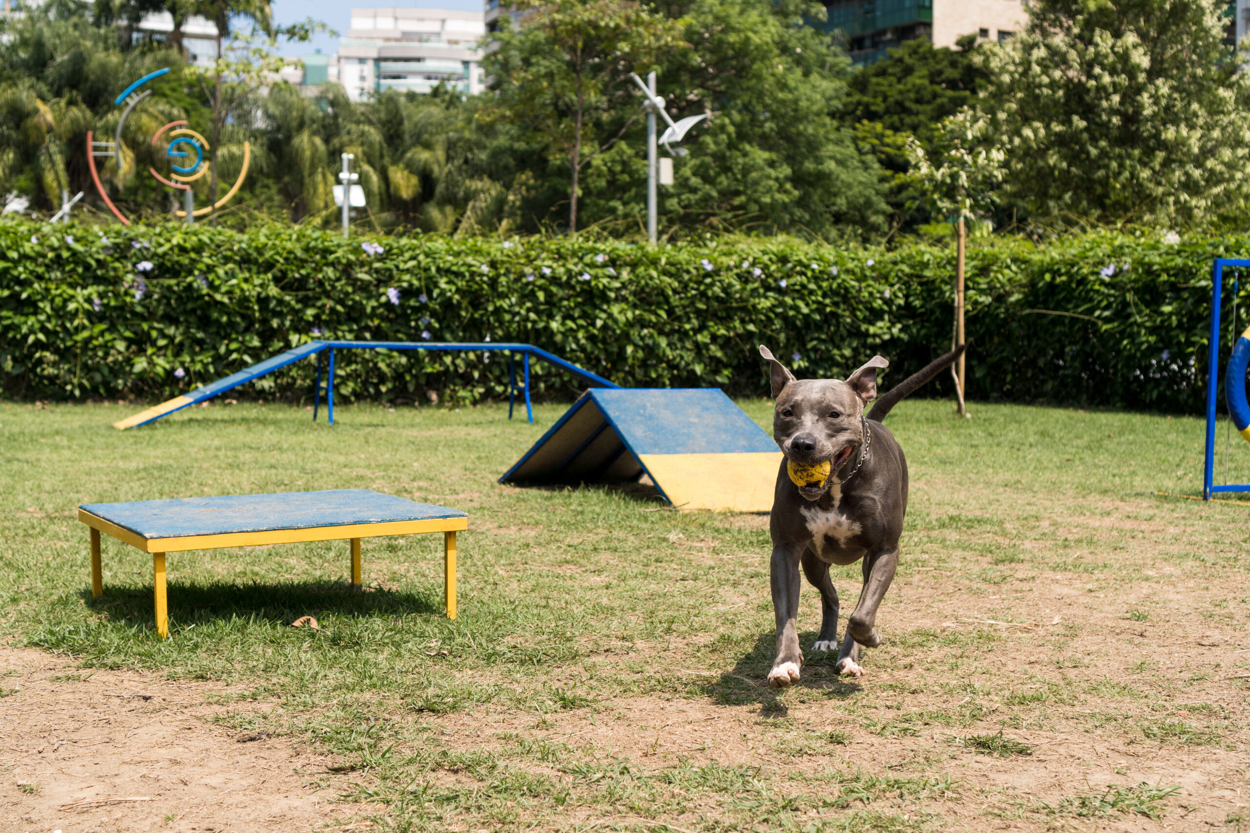 Dog running through an outdoor agility park with ramps, obstacles, and exercise equipment on a grassy area.
